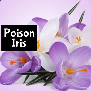 POISON IRIS Perfume Cologne Massage Beard Body Bath Oil edp Spray Scrub Shave Shimmer Soap Aloe Gel Wash Butter Frosting Hai Shampoo Lotion