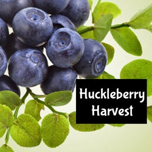 May include: A close-up of a branch of a huckleberry bush with ripe, dark blue berries. The text "Huckleberry Harvest" is printed on a black rectangle.