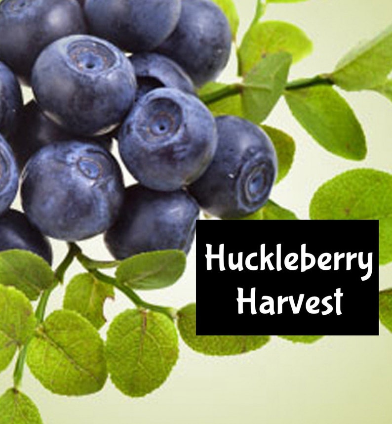 May include: A close-up of a branch of a huckleberry bush with ripe, dark blue berries. The text "Huckleberry Harvest" is printed on a black rectangle.