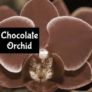 CHOCOLATE ORCHID Handmade EDP Perfume Cologne Room Linen Spray Fragrance Massage Beard Beauty Oil Shimmer Moisturizer Lotion Body Splash