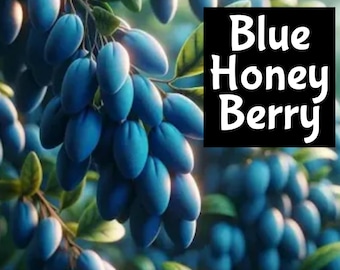 BLUE HONEY BERRY Roll On Perfume Cologne Fragrance Beard Oil Shimmer Wash Beauty Room edp Spray Lotion Cream Soap Scrub Skincare Sin Polish