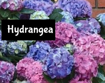 HYDRANGEA Moisturizing Shimmer Hair Body Splash EDP Perfume Cologne Beauty Lotion Room Linen Spray Bath Fragrance Beard Massage Oil