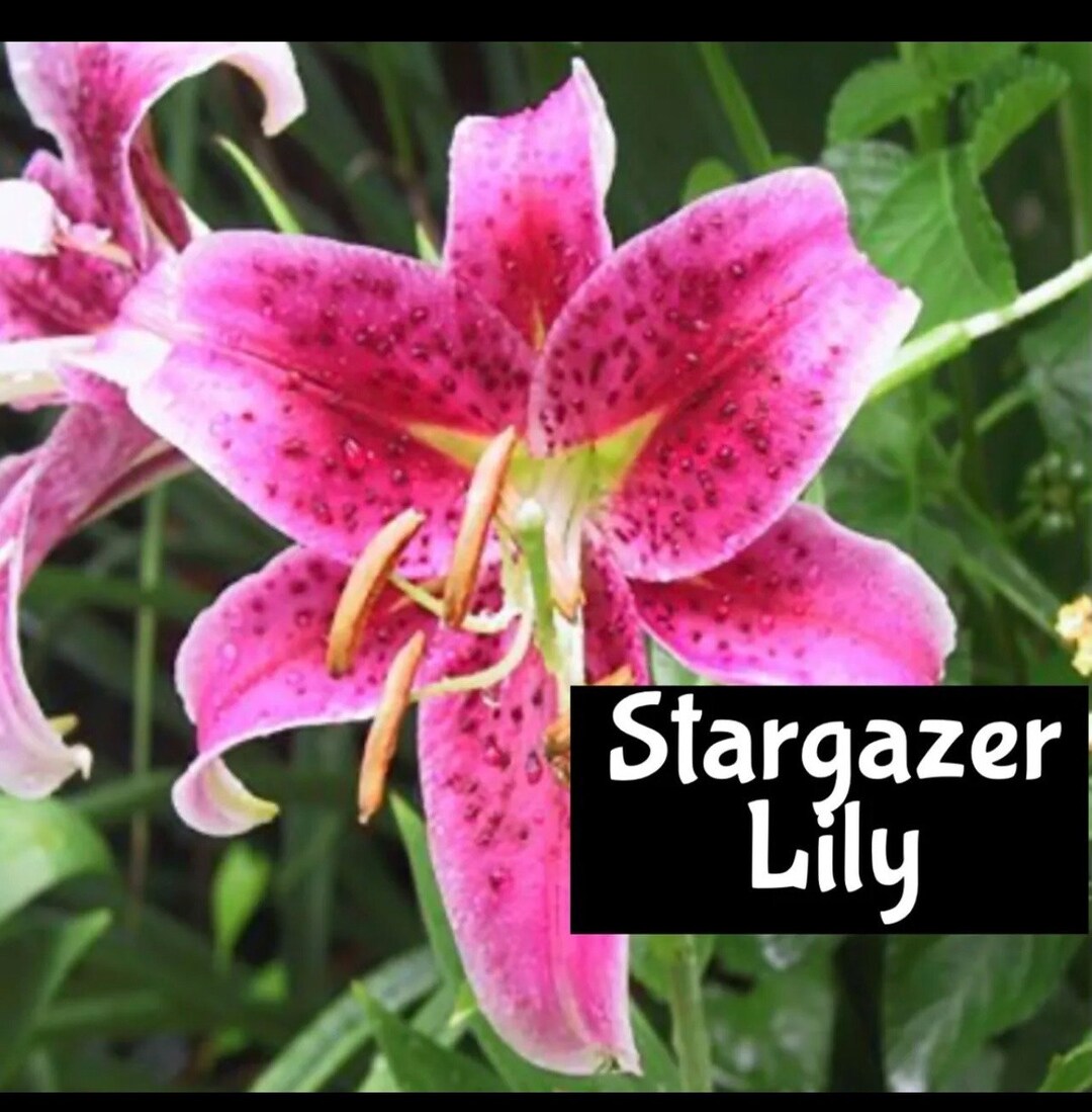 STARGAZER LILY Handmade Perfume Cologne Room Linen Spray Fragrance