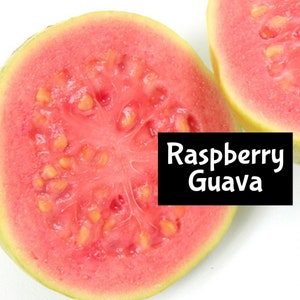 RASPBERRY GUAVA Perfume Cologne Bath Beard Massage Oil Moisturizing Shimmer Body Hair edp Splash Lotion Room Spray Hand Wash Bubble Mist