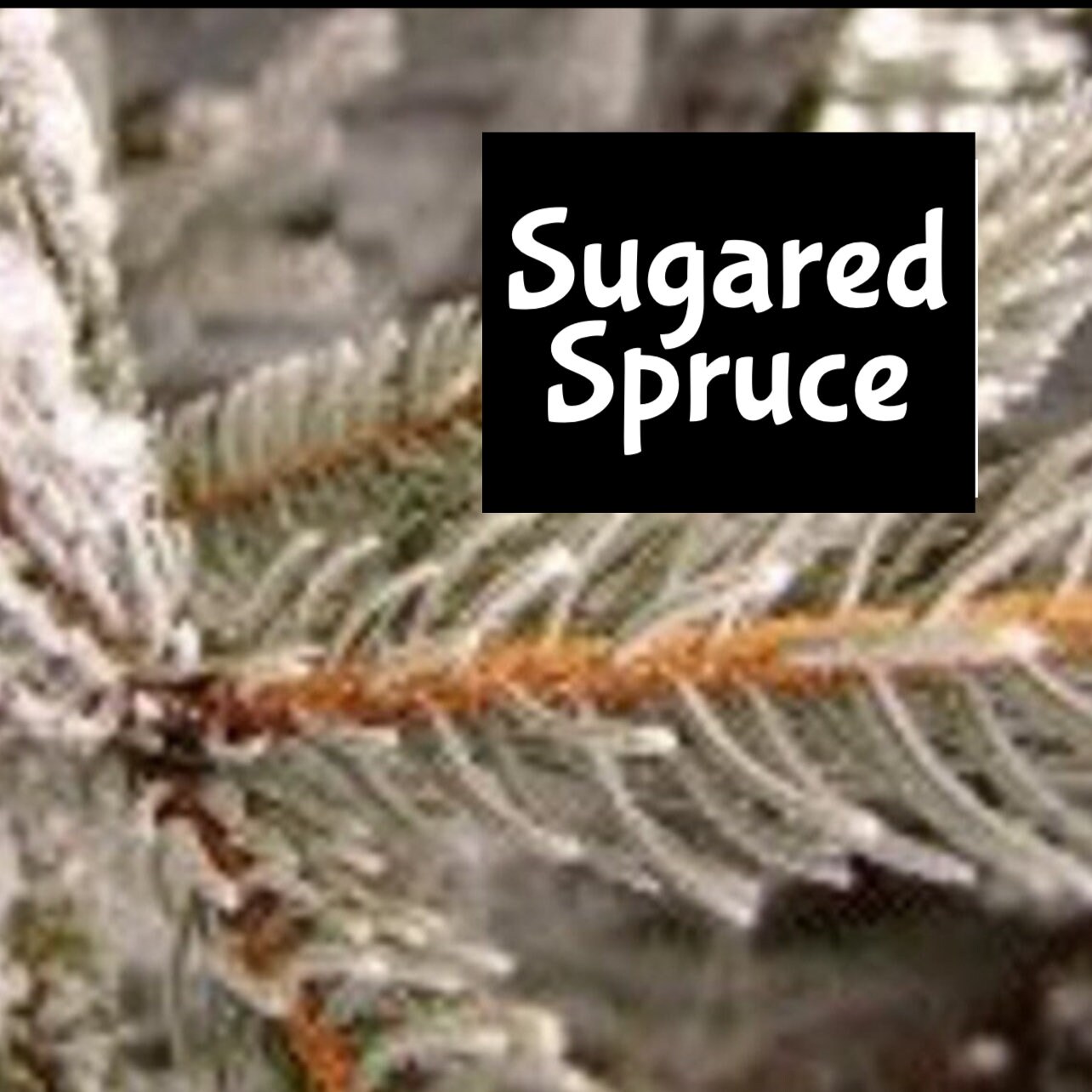 SUGARED SPRUCE Handmade edp Perfume Cologne Room Linen Spray Fragrance Massage Beard Beauty Oil Shimmer Moisturizer Lotion Body Splash