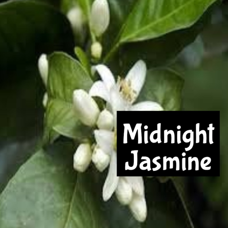 Pode incluir: Close-up de flores brancas em uma planta verde com o texto "Midnight Jasmine" em preto.