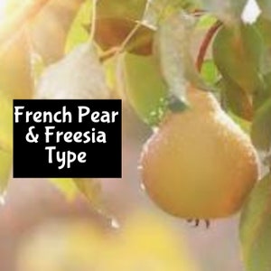 Puede incluir: Primer plano de una pera amarilla madura colgando de una rama de árbol. La pera está rodeada de hojas verdes y el texto "French Pear & Freesia Type" es visible en la imagen.
