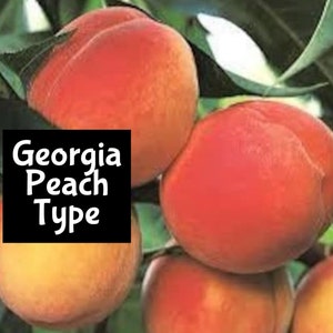 May include: Close-up of four ripe peaches hanging from a tree branch. The peaches are a deep red color with a slight blush of yellow. The text "Georgia Peach Type" is visible in the image.