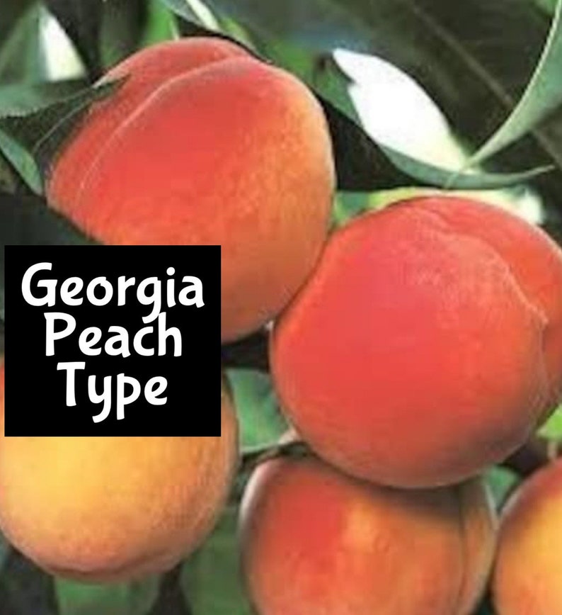 May include: Close-up of four ripe peaches hanging from a tree branch. The peaches are a deep red color with a slight blush of yellow. The text "Georgia Peach Type" is visible in the image.