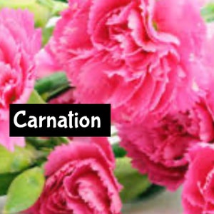 Puede incluir: Un ramo de claveles rosas con hojas verdes. La palabra "Carnation" est&aacute; escrita en letras blancas sobre un fondo negro.