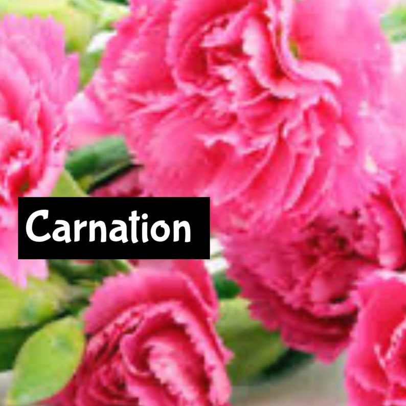 Puede incluir: Un ramo de claveles rosas con hojas verdes. La palabra "Carnation" est&aacute; escrita en letras blancas sobre un fondo negro.