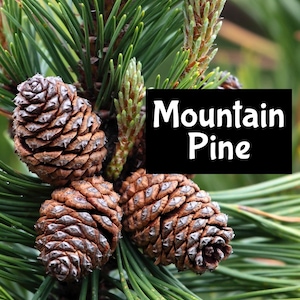 Puede incluir: Primer plano de una rama de pino de montaña con varios conos de pino marrones. Las agujas de pino son verdes y los conos son texturizados.