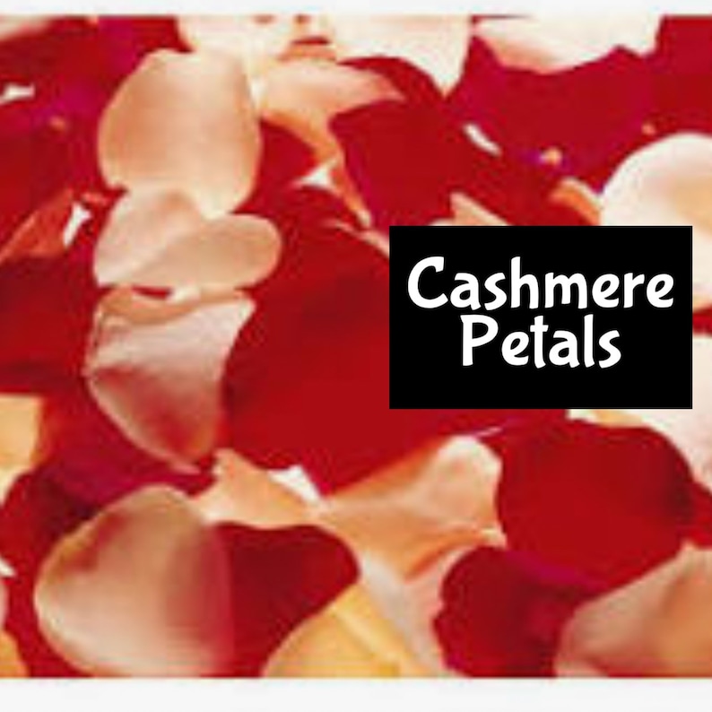 May include: A close-up of red and white rose petals. The petals are scattered on a surface and the text "Cashmere Petals" is visible in the image.
