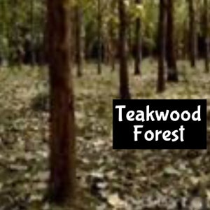 TEAKWOOD FOREST Handmade Women&#39;s Men&#39;s Perfume Cologne edp Room Linen Spray Fragrance Beard Massage Bath Dry Oil Scrub Body Spray