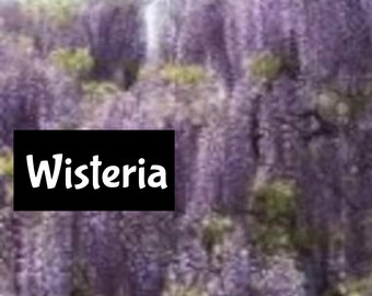 WISTERIA Handmade edp Perfume Cologne Room Linen Spray Fragrance Massage Beard Beauty Oil Shimmer Moisturizer Lotion Body Splash