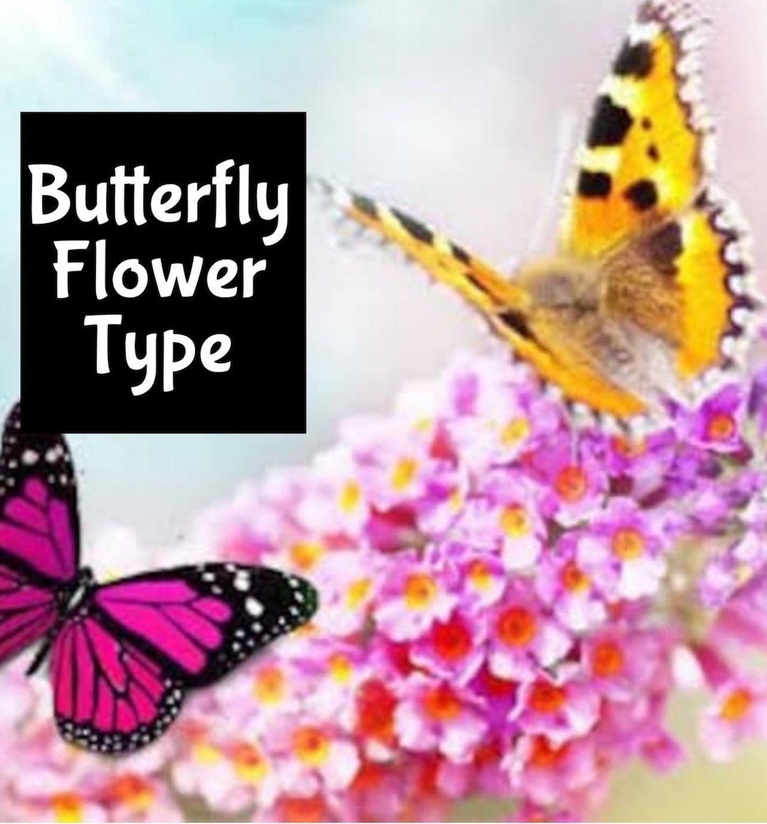 Scents similar to butterfly flower new arrivals