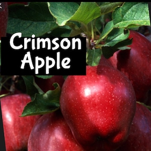 May include: Close-up of red apples on a tree branch with green leaves. The apples are shiny and have a smooth texture. The text "Crimson Apple" is written in white letters on a black background.