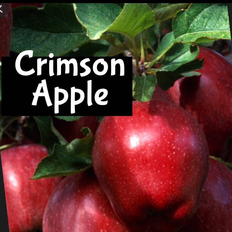 May include: Close-up of red apples on a tree branch with green leaves. The apples are shiny and have a smooth texture. The text "Crimson Apple" is written in white letters on a black background.