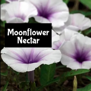 MOONFLOWER NECTAR Moisturizing Shimmer Hair Body Splash EDP Perfume Cologne Beauty Lotion Room Linen Spray Bath Fragrance Beard Massage Oil