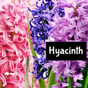 Puede incluir: Un ramo de jacintos rosas, morados y azules. Las flores están dispuestas en un jarrón y el texto "Hyacinth" es visible en la imagen.