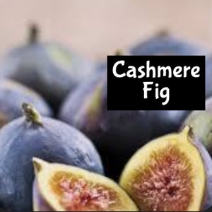 CASHMERE FIG Moisturizer Shimmer Body Room Linen Splash edp Cologne Perfume Spray Beard Massage Bath Lotion Oil Beauty Fragrance Skin mist