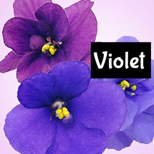 Puede incluir: Primer plano de vibrantes flores violetas en tonos morados y azules, con centros amarillos. La palabra "Violet" se muestra en texto blanco sobre un rectángulo negro. Las flores están sobre un fondo rosa suave.