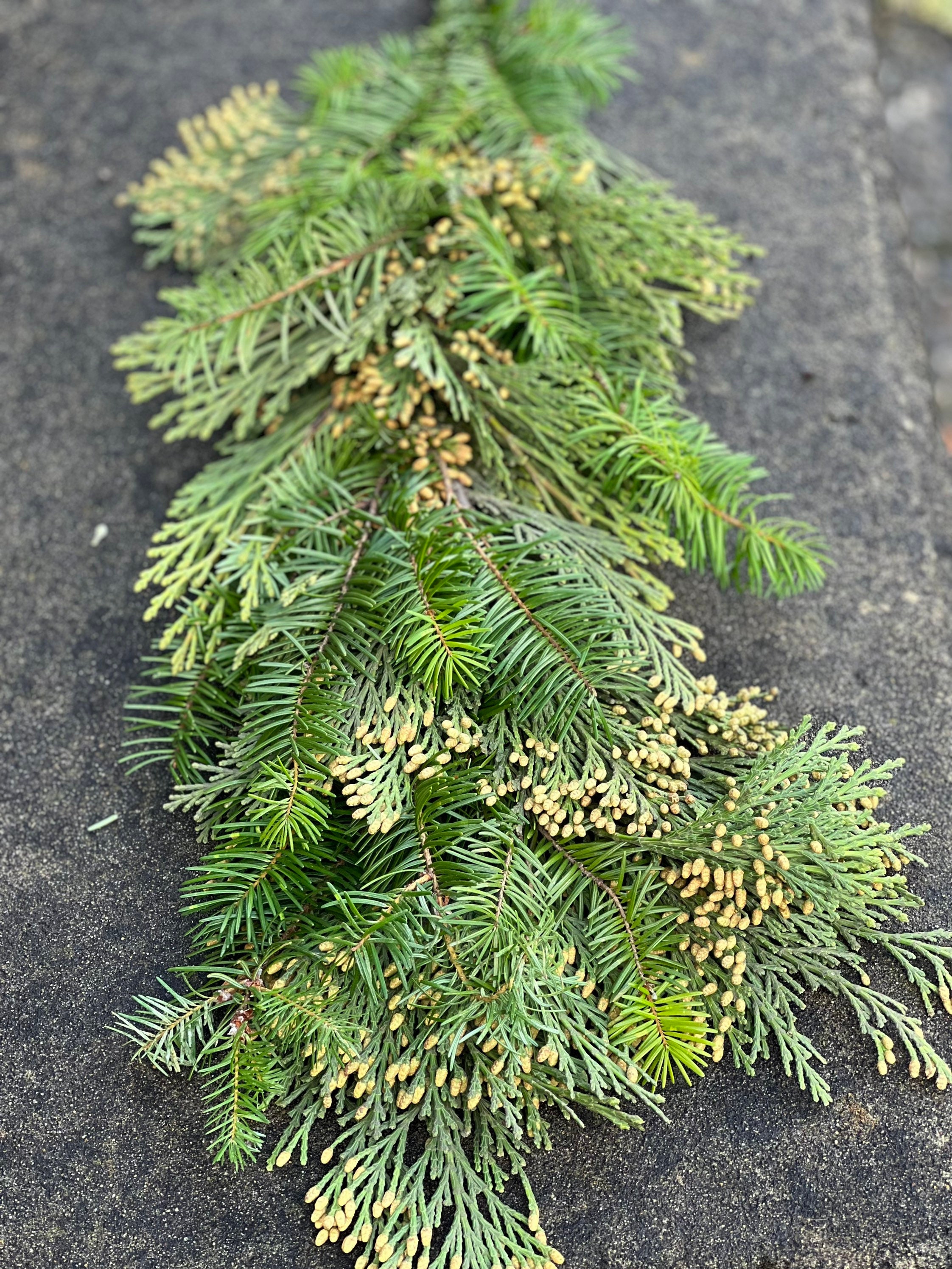 Fresh Handmade Cedar and Fir Winter Greens Christmas Holiday Garland, Nov-Jan only! - Thumbnail 5