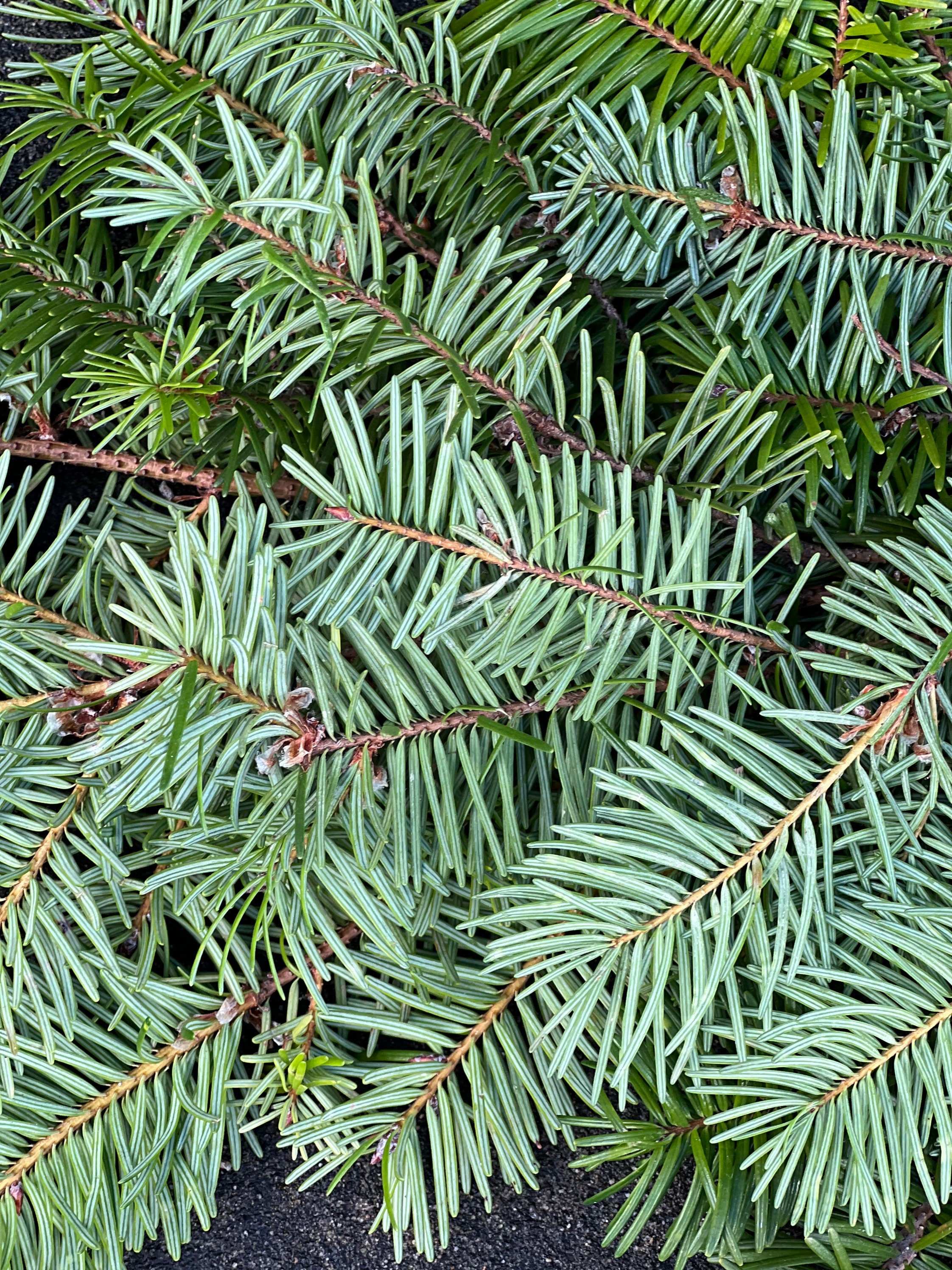 Fresh Christmas Fir Tree Winter Greens- Fresh Christmas Garland, Nov-Jan Only, Cedar, Redwood, Pine and more to choose from! - Thumbnail 7