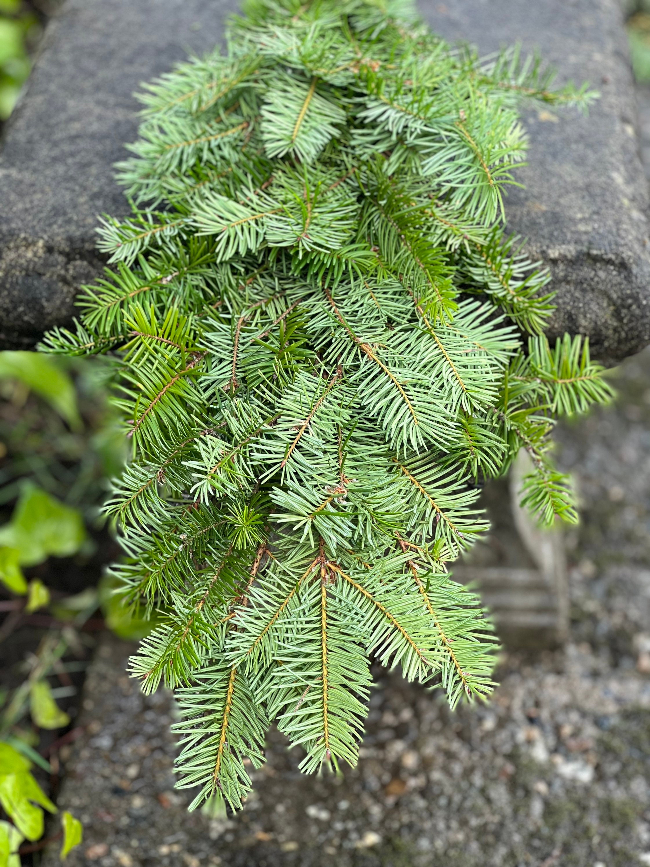 Fresh Christmas Fir Tree Winter Greens- Fresh Christmas Garland, Nov-Jan Only, Cedar, Redwood, Pine and more to choose from! - Thumbnail 3