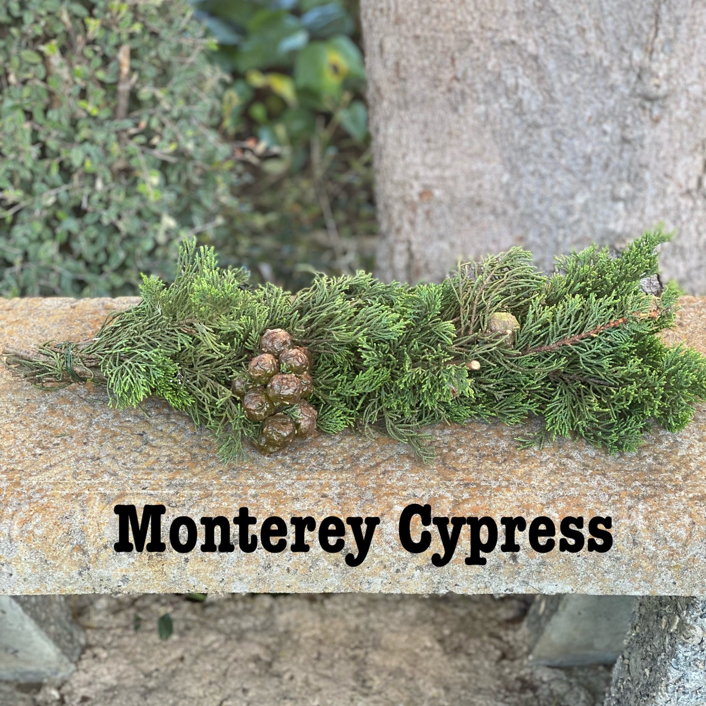 Fresh Christmas Winter Greens- Fresh Christmas Garland, Nov-Jan Only, Cedar, Redwood, Pine and more to choose from! - Thumbnail 5
