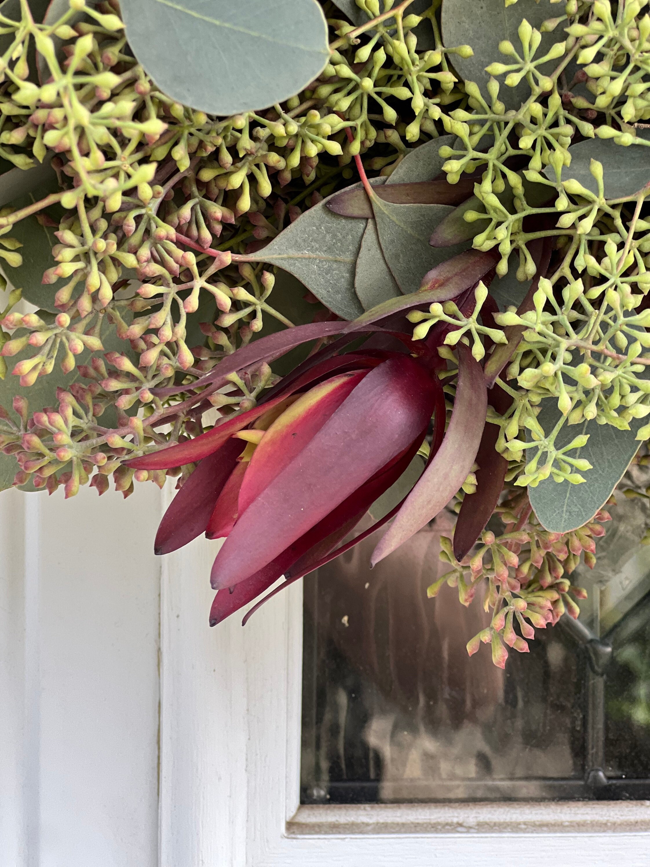 Fresh Wreath, Seeded Eucalyptus and Safari Sunset Leucadendron Winter Christmas Greenery 20 in Wreath (available year round!) - Thumbnail 6