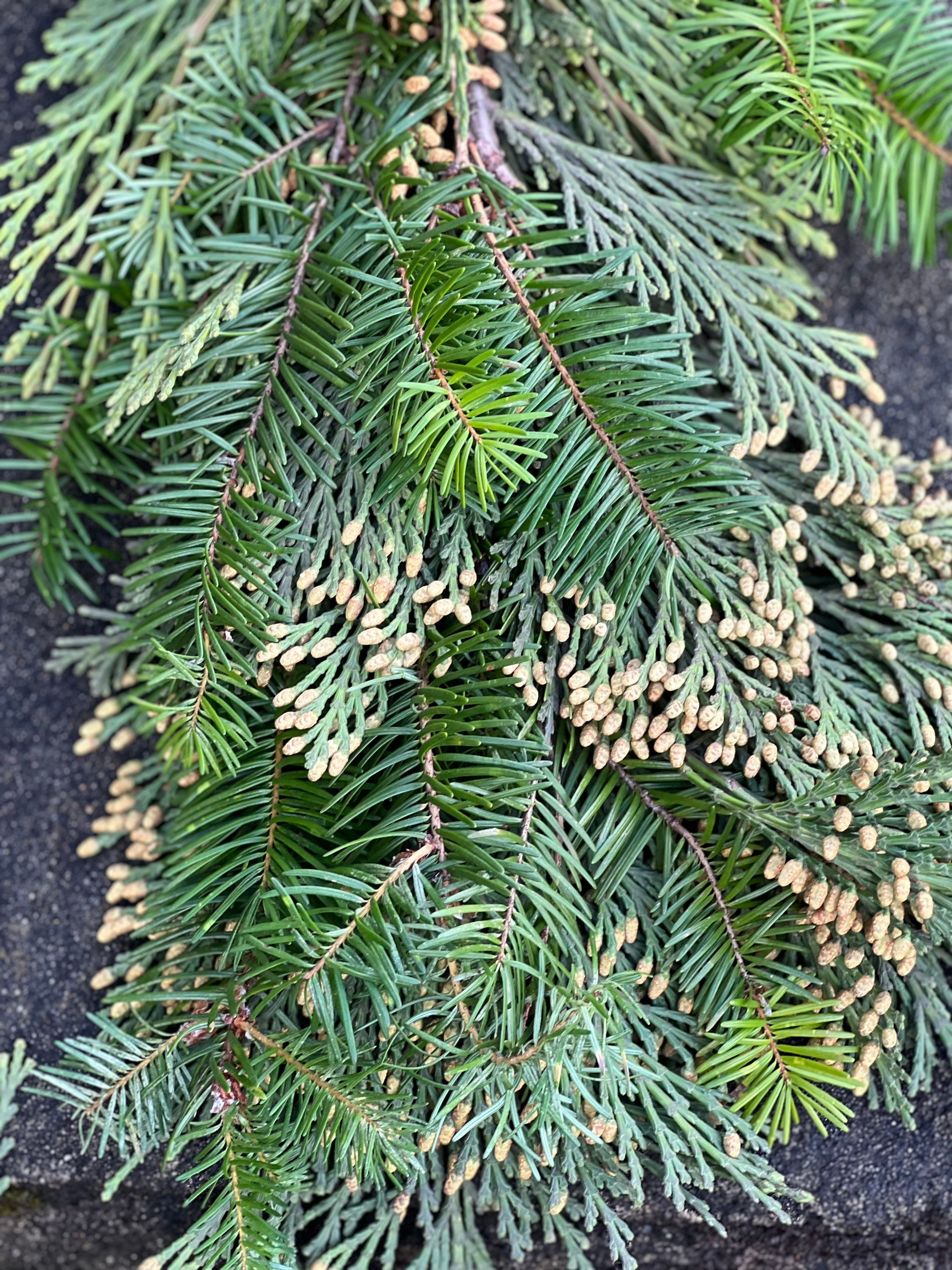 Fresh Handmade Cedar and Fir Winter Greens Christmas Holiday Garland, Nov-Jan only! - Thumbnail 6