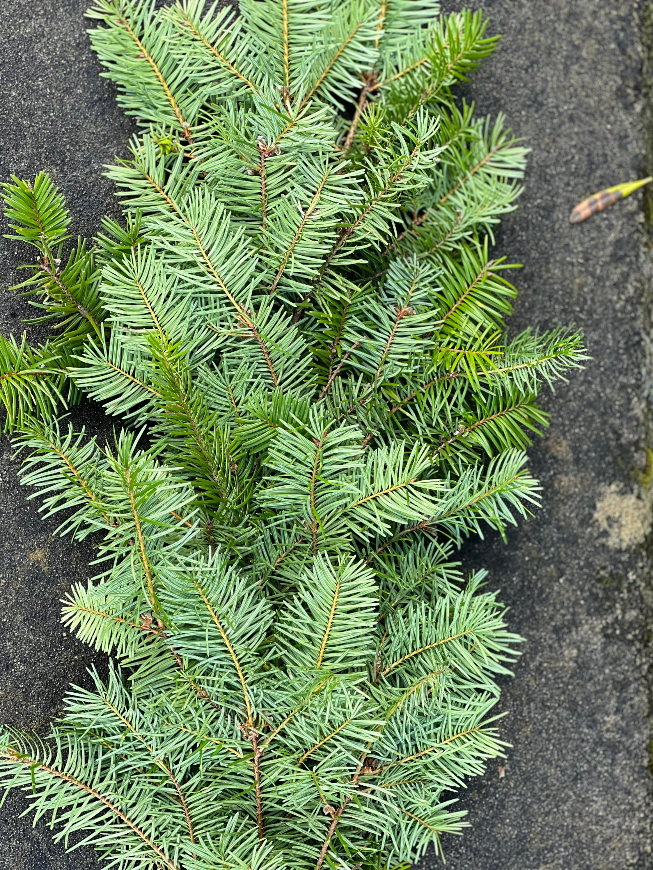 Fresh Christmas Fir Tree Winter Greens- Fresh Christmas Garland, Nov-Jan Only, Cedar, Redwood, Pine and more to choose from! - Thumbnail 5