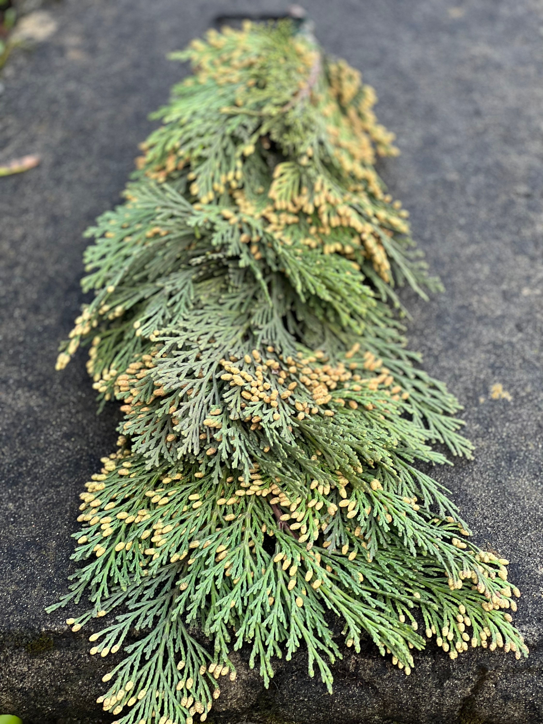 Fresh Christmas Cedar Winter Greens- Fresh Christmas Garland, Nov-Jan Only, Cedar, Redwood, Pine and more to choose from! - Thumbnail 3