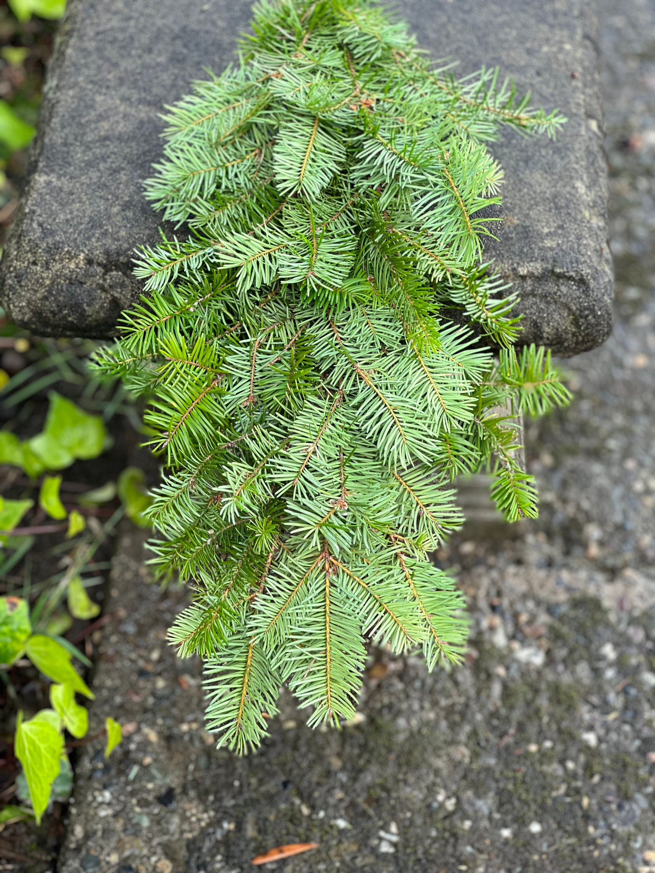 Fresh Christmas Fir Tree Winter Greens- Fresh Christmas Garland, Nov-Jan Only, Cedar, Redwood, Pine and more to choose from! - Thumbnail 2