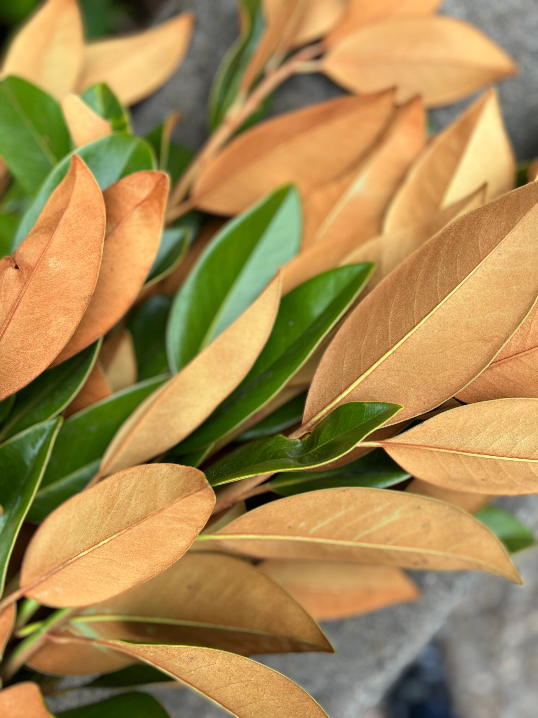 Fresh Magnolia Leaves Bunch - Thumbnail 3