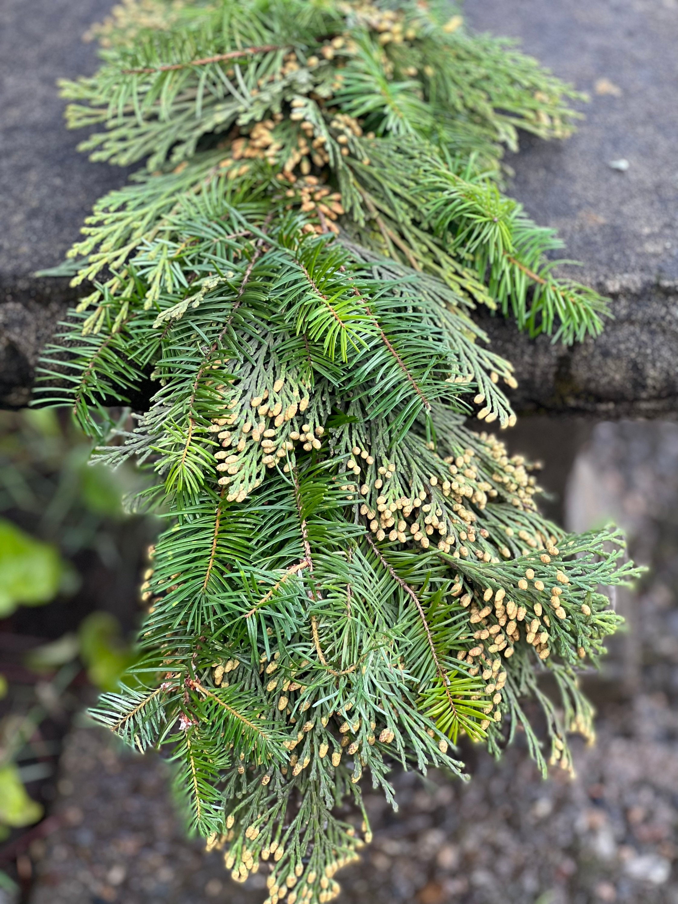 Fresh Handmade Cedar and Fir Winter Greens Christmas Holiday Garland, Nov-Jan only! - Thumbnail 3