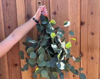 Fresh Silver Dollar Eucalyptus Bunch