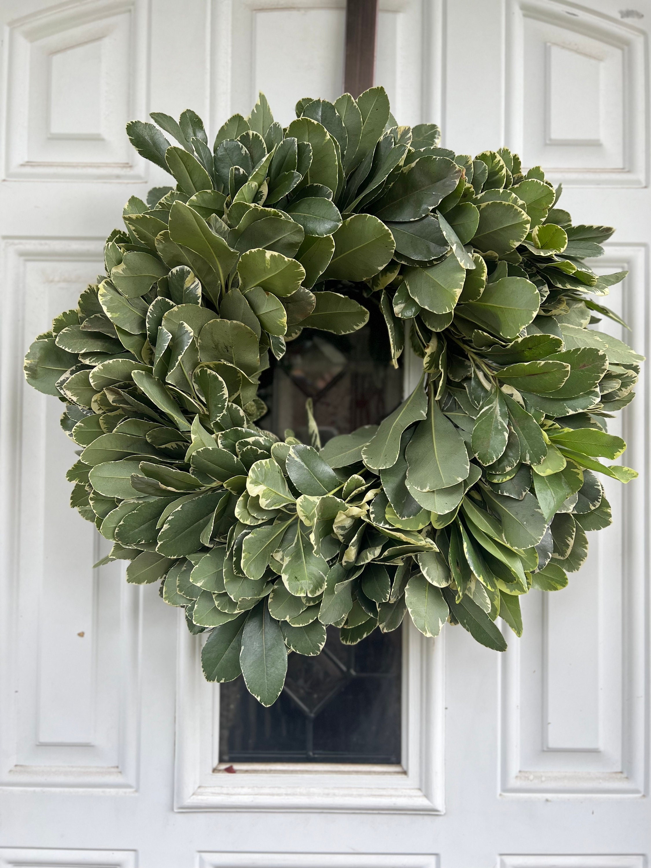 Fresh Variegated Pittosporum Wreath, Handmade with Fresh Greenery - Thumbnail 2