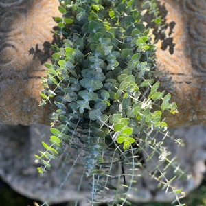 Fresh Handmade Spiral Eucalyptus Wedding Garland