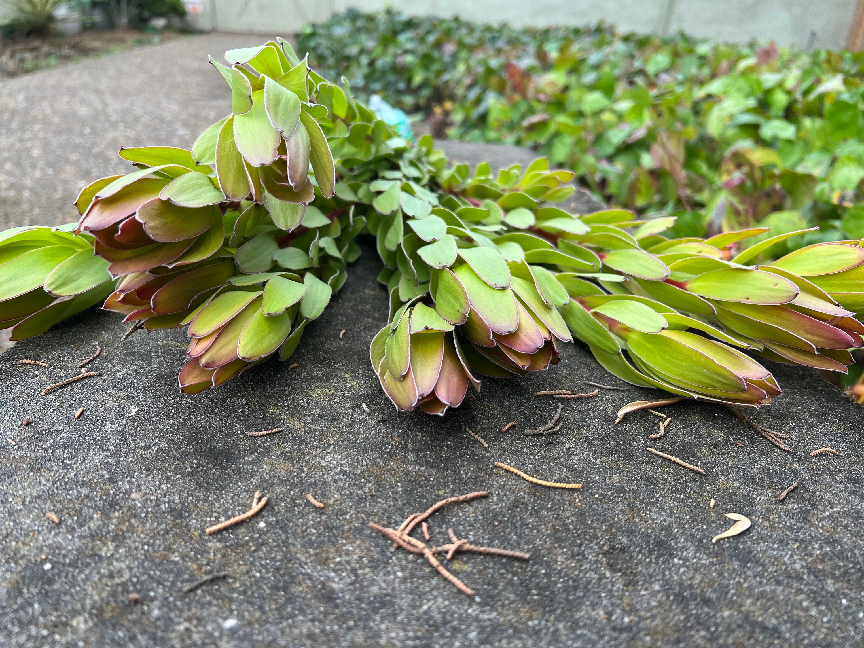 Fresh Leucadendron Bunch, "Winter Sunshine" - Thumbnail 5
