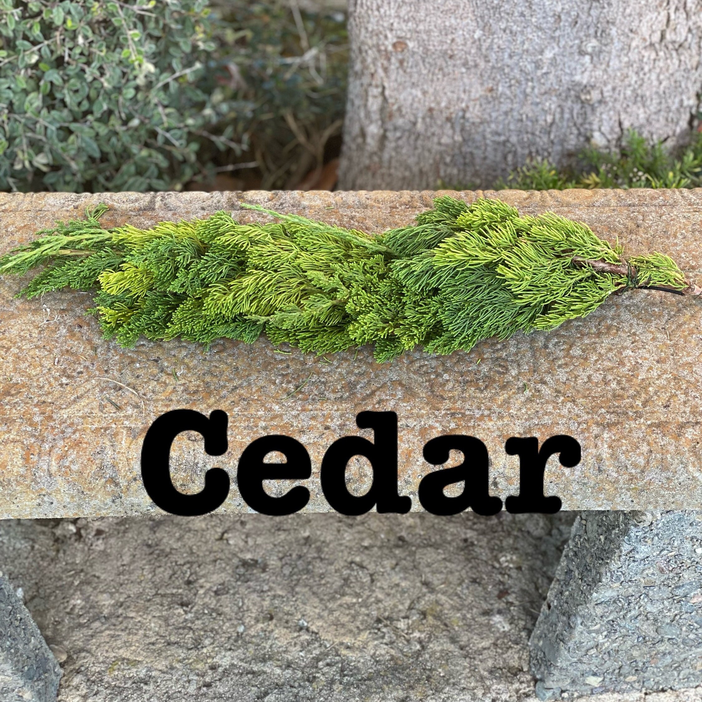 Fresh Christmas Winter Greens- Fresh Christmas Garland, Nov-Jan Only, Cedar, Redwood, Pine and more to choose from! - Thumbnail 3
