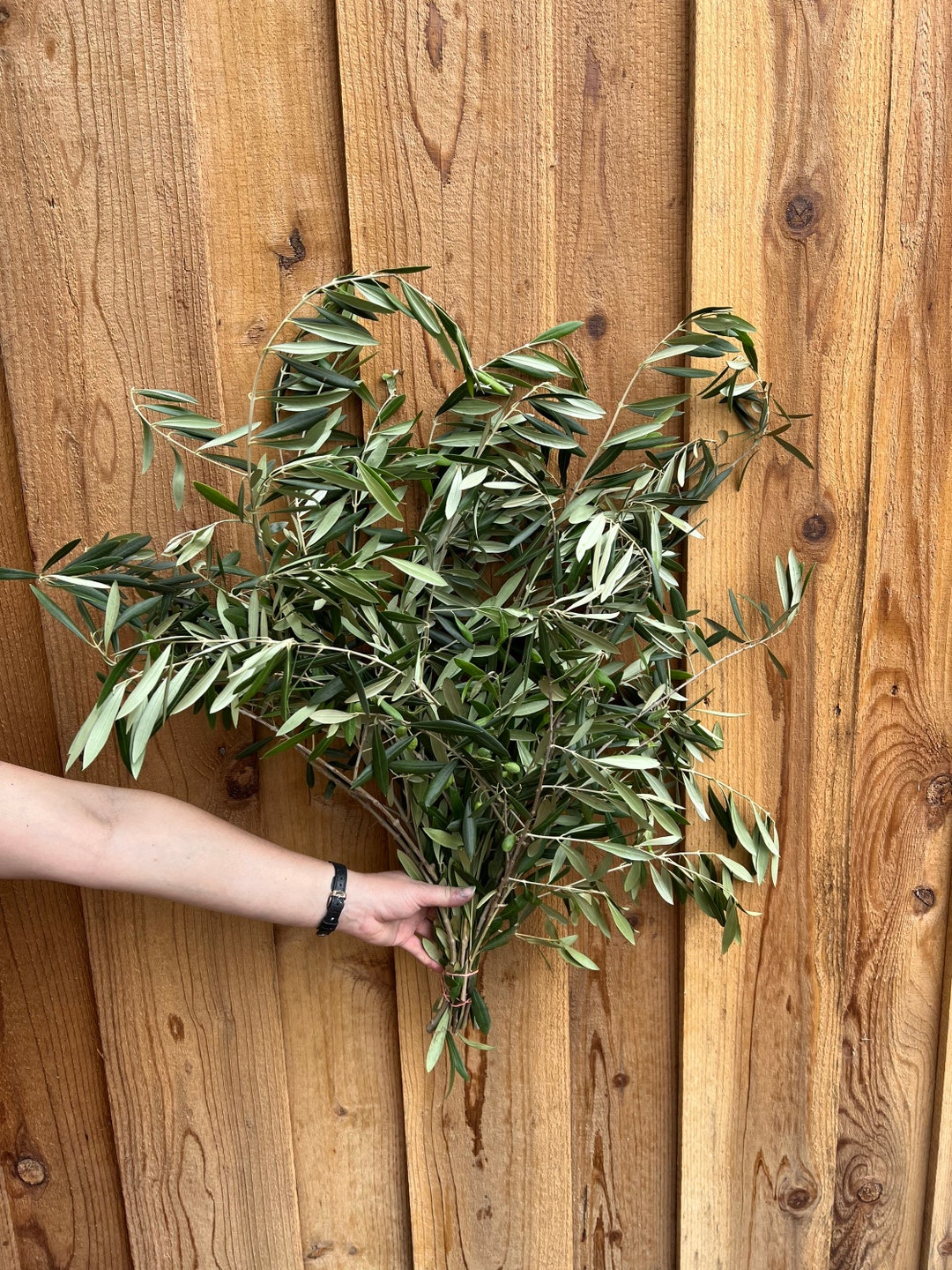Fresh Olive Branches Bunch Etsy