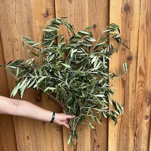 Fresh Olive Branches Bunch