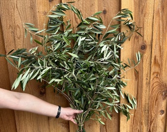 Fresh Olive Branches Bunch
