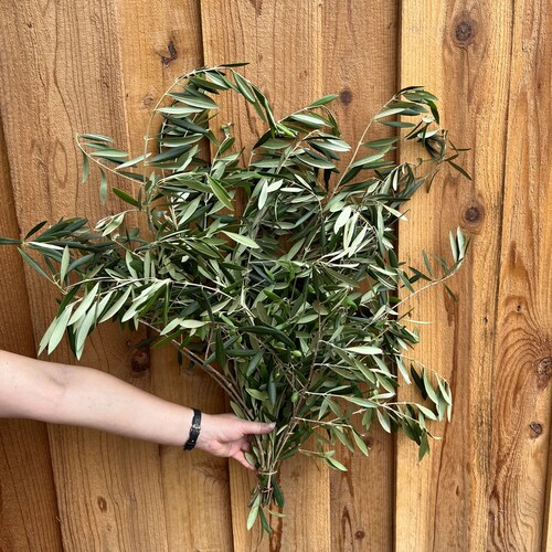 Fresh Olive Branches Bunch