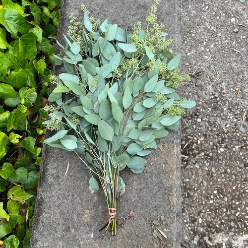 Fresh Seeded Eucalyptus Bunch Fresh Greenery Etsy