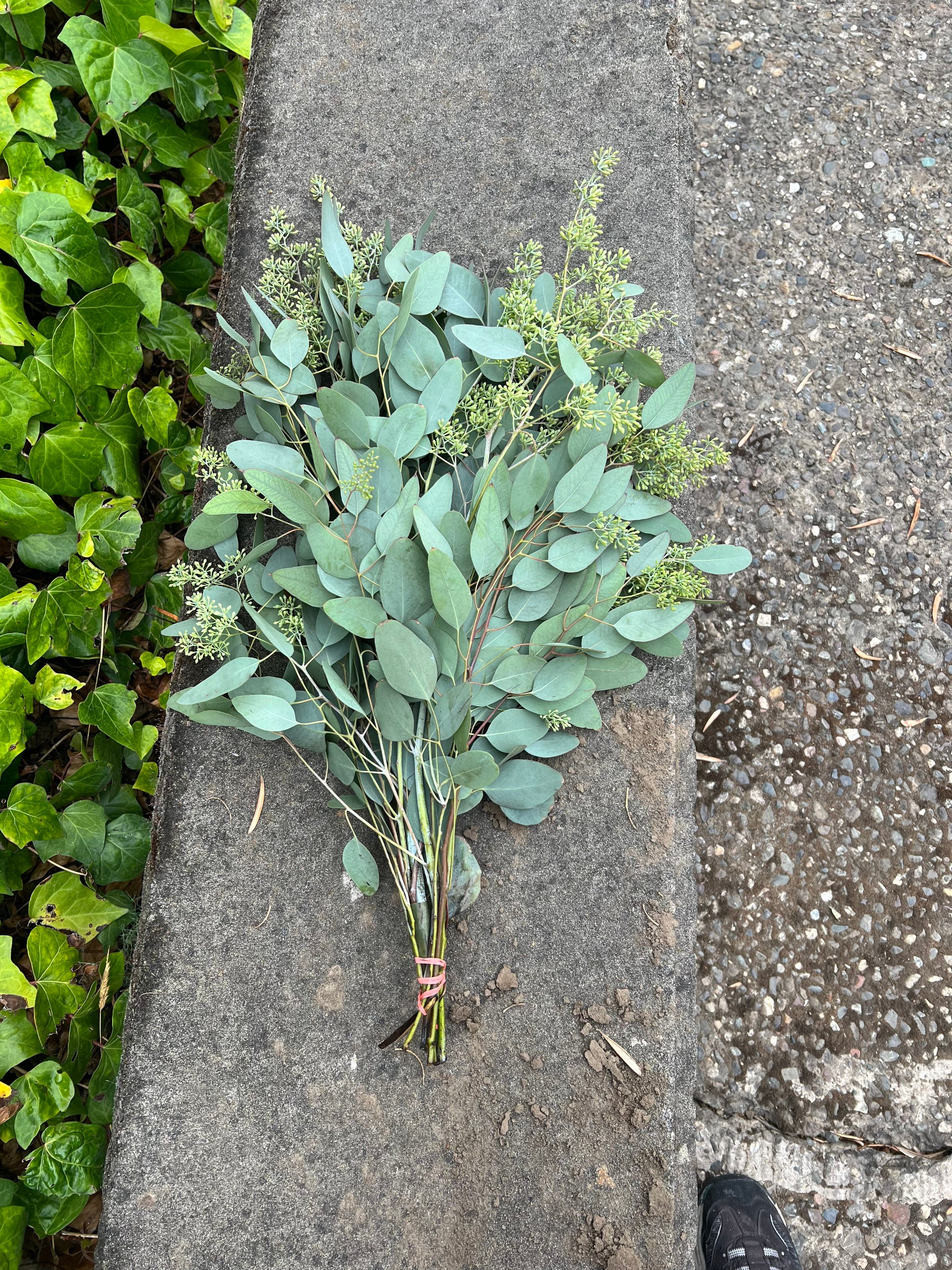 Fresh Seeded Eucalyptus Bunch