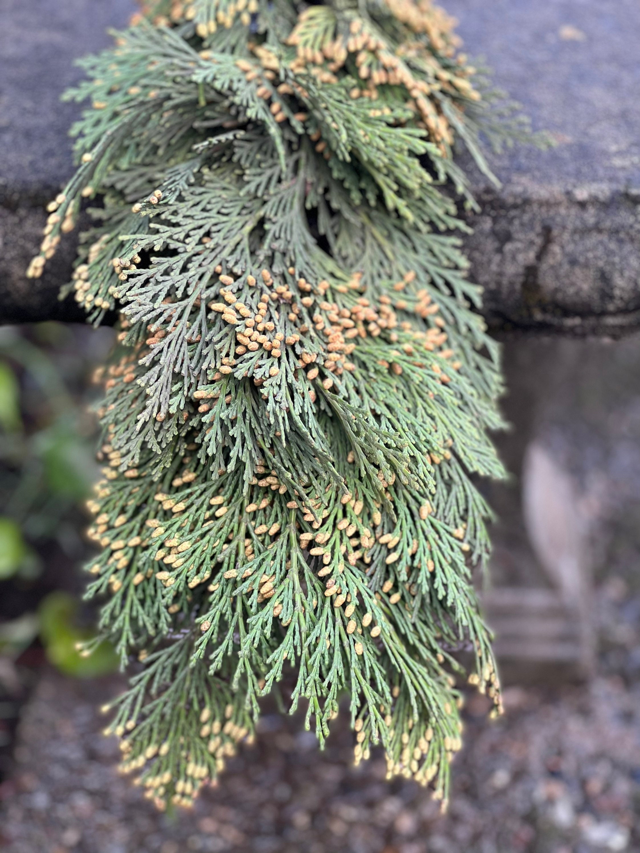 Fresh Christmas Cedar Winter Greens- Fresh Christmas Garland, Nov-Jan Only, Cedar, Redwood, Pine and more to choose from!
