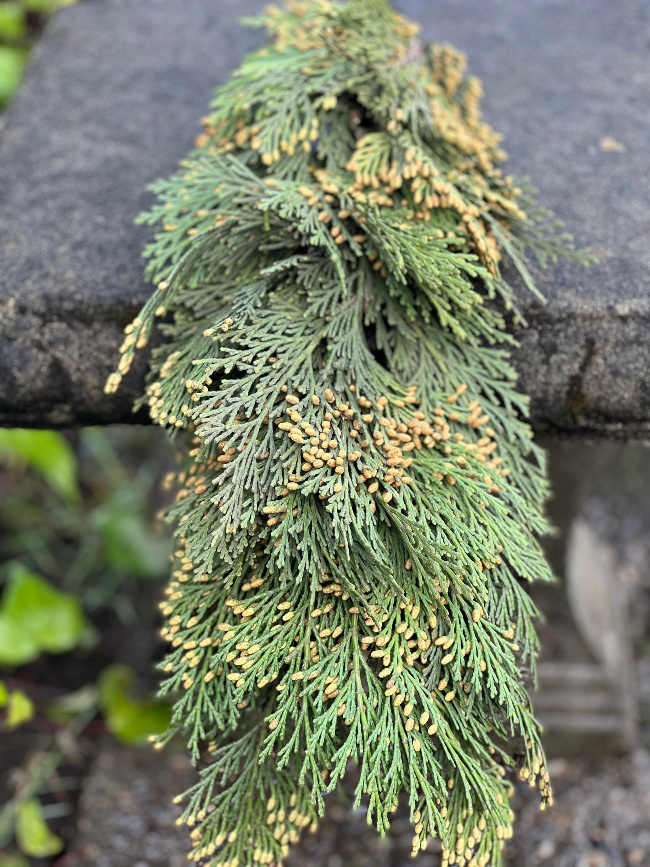 Fresh Christmas Cedar Winter Greens- Fresh Christmas Garland, Nov-Jan Only, Cedar, Redwood, Pine and more to choose from! - Thumbnail 2